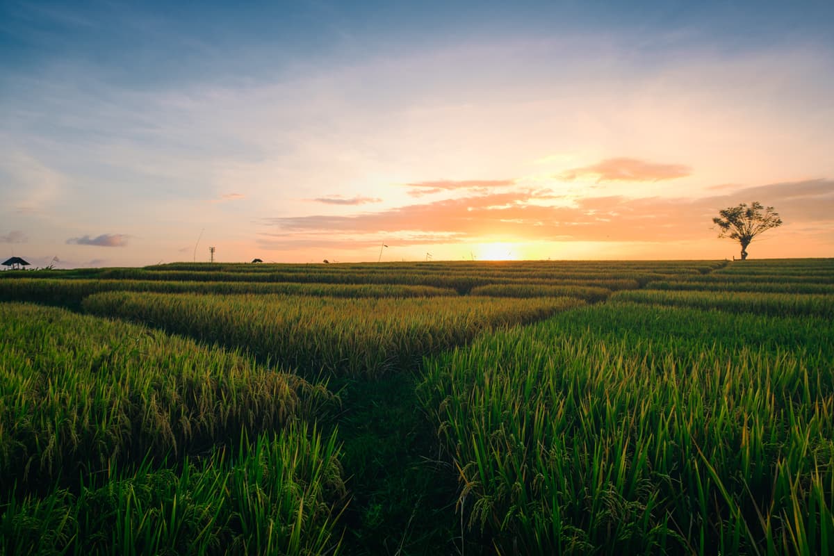 Rice field background